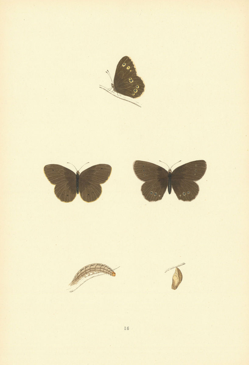 BRITISH BUTTERFLIES. Wood Ringlet. MORRIS 1893 old antique print picture